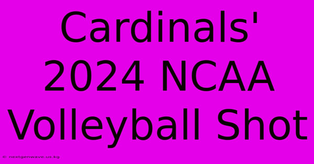 Cardinals' 2024 NCAA Volleyball Shot